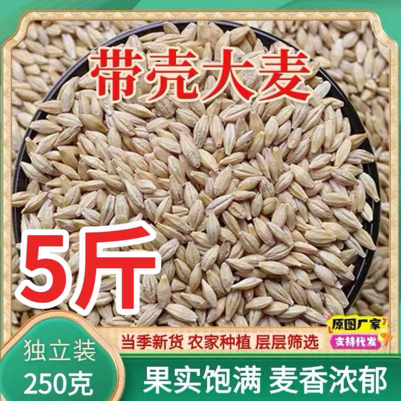 农家新货带壳大麦可发猫草大麦茶原料酿酒麦芽糖鸽粮大麦榨汁
