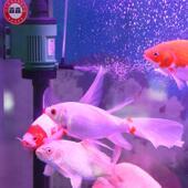佳璐水族鱼缸多功能三合一潜水泵增氧泵水族箱抽水泵过滤器循环泵