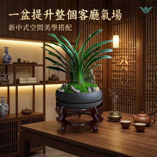 君子兰盆栽花卉办公室绿植客厅室内名贵兰花高端盆景乔迁开业送礼