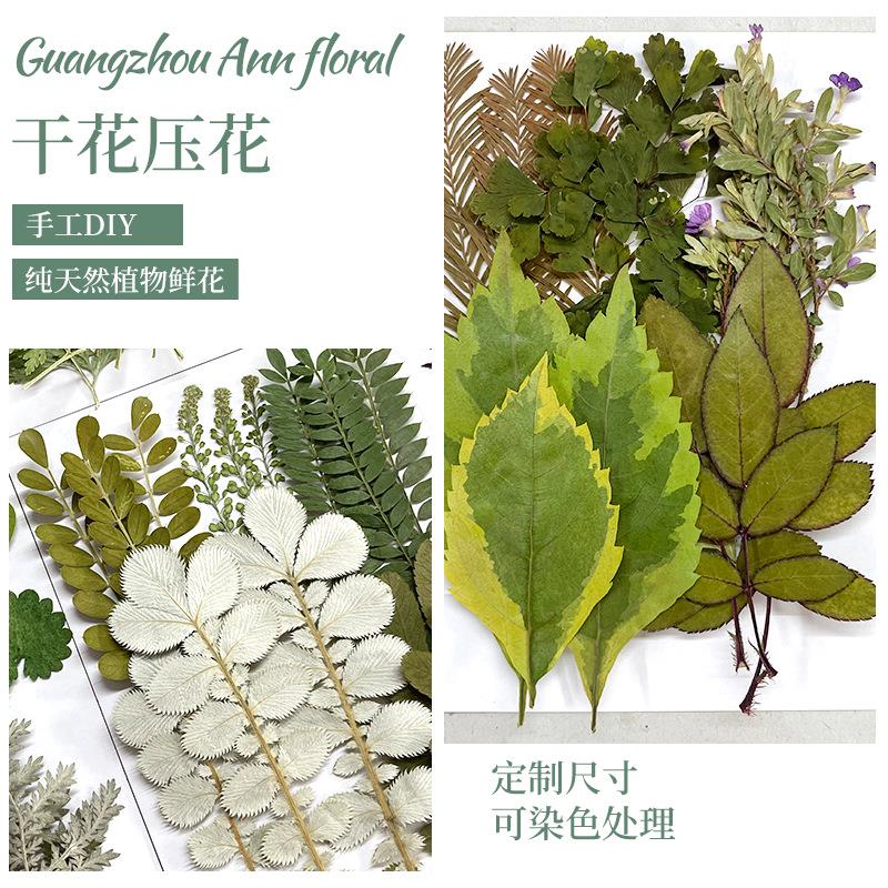 速发绿叶组合包 真树叶植物标本贴画 干燥花装饰  干叶片材料包拍图片