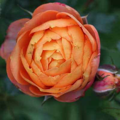 绿园美植 | 浪漫宝贝 微型月季橙黄色包子丰花勤花庭院阳台盆栽