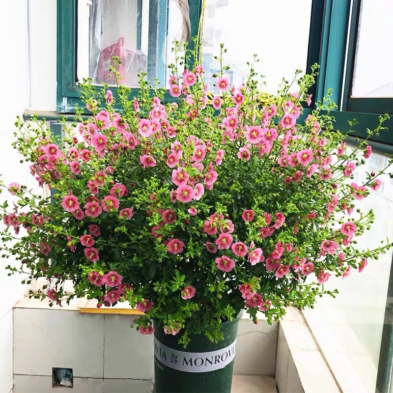 小木槿棒棒糖花苗蓝雪花盆栽室内阳台绿植果汁阳台月季花四季好养