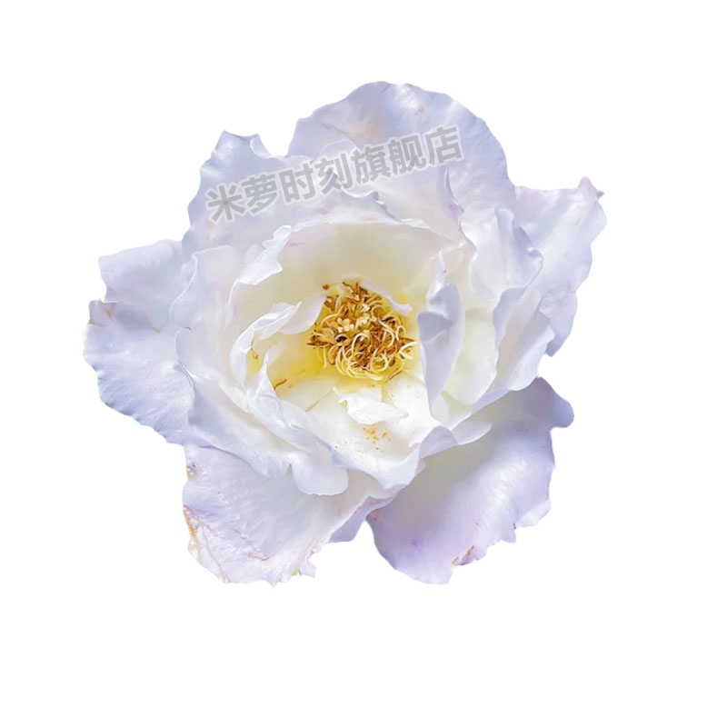 河本天宫公主月季花苗大花多季盆栽阳台玫瑰花庭院花勤花蔷薇植物