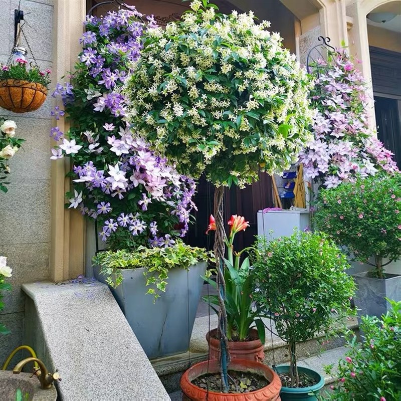 【风车茉莉棒棒糖   】宙斯花园络石庭院阳台耐热耐寒攀缘多年生