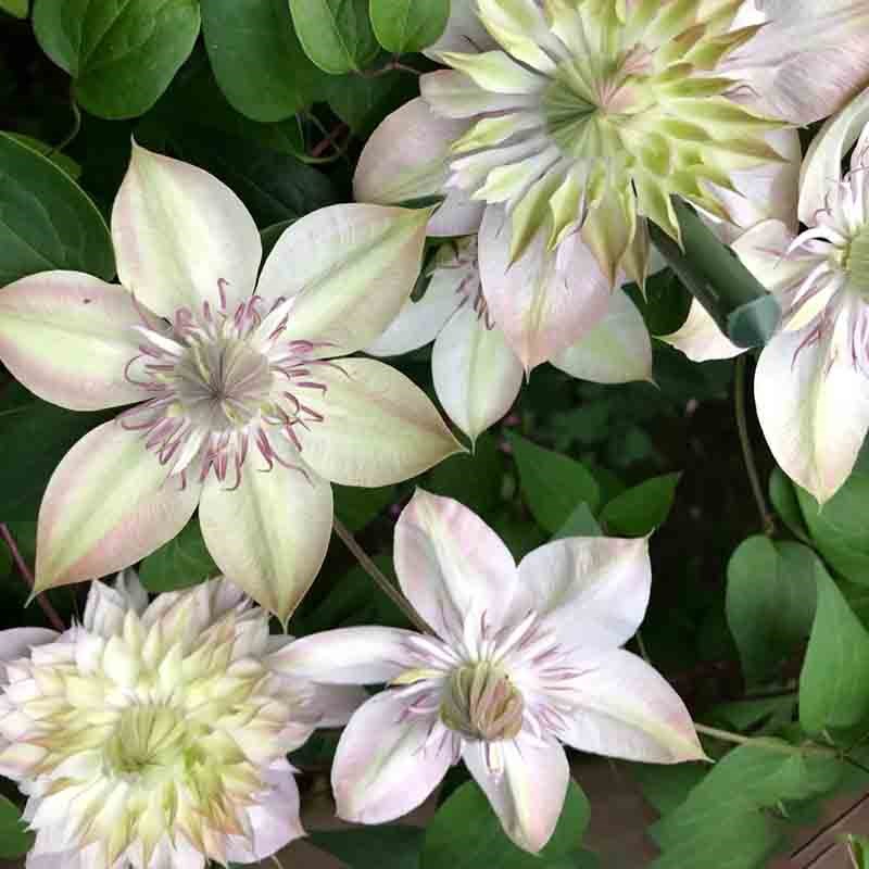 昼天使3类F系列耐热铁线莲盆栽爬藤植物大苗耐热重瓣大花藤本花卉
