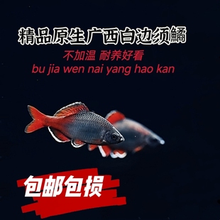 红腹白边鳑鲏冷水鱼原生鱼溪流鱼鰟鮍鱼观赏鱼好养耐活不加温