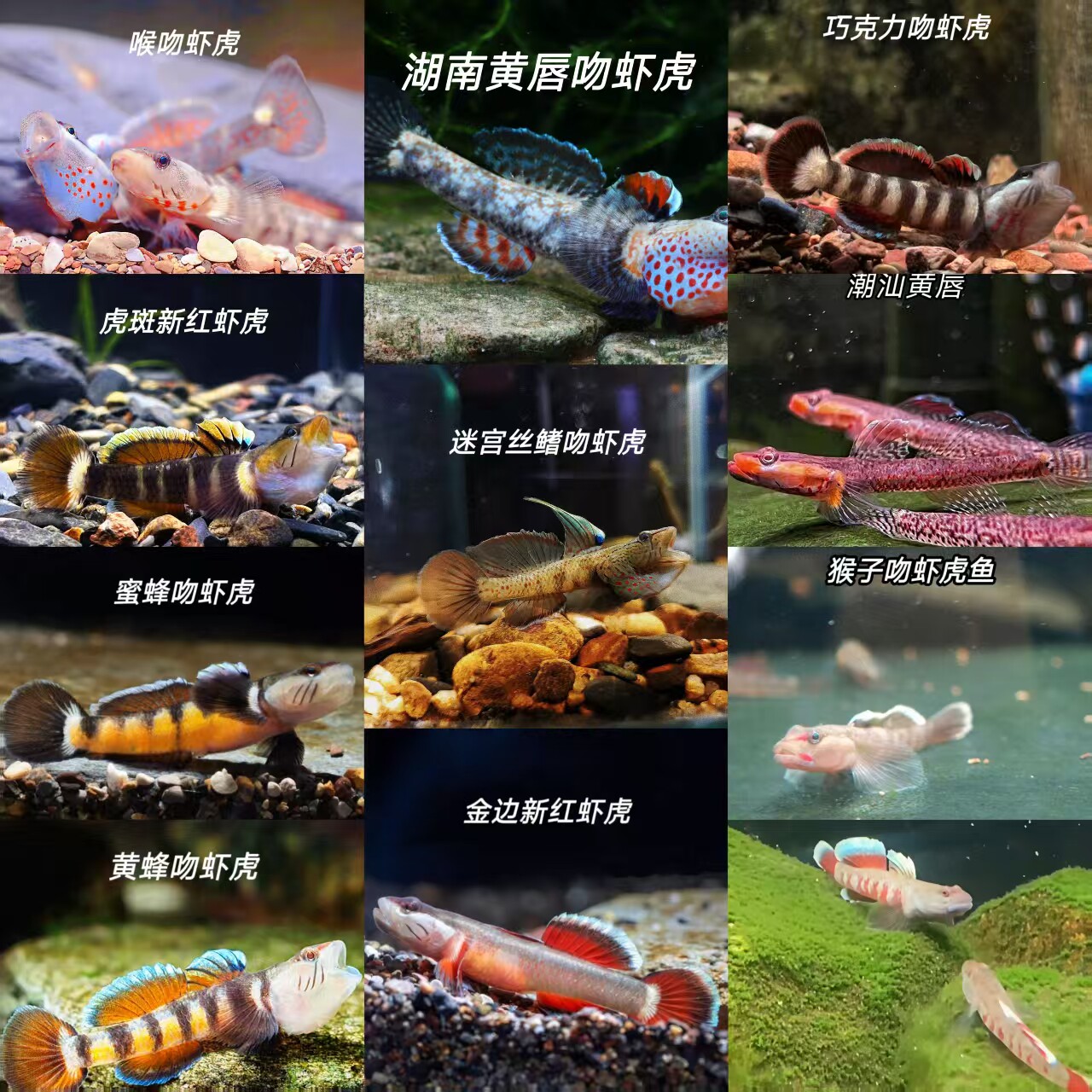 虾虎鱼周氏吻虾虎白面溪吻虾虎鱼小型虾虎鱼皮实耐养不加温