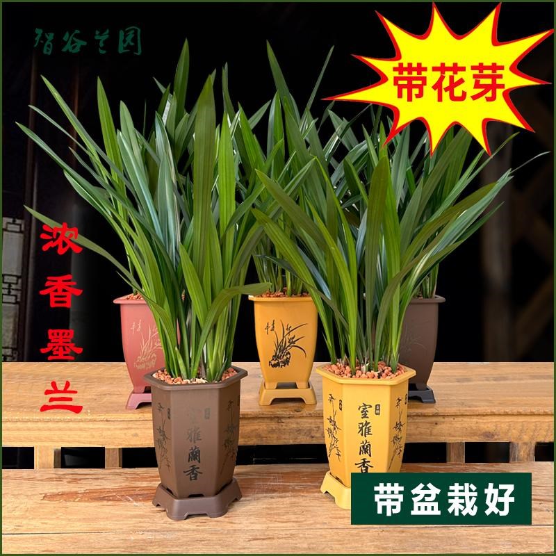 浓香优质墨兰企黑花苞带盆栽好观赏兰花送礼高档桌面花卉绿植盆栽