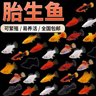 玛丽鱼小型鱼胎生鱼带孕母繁殖小鱼玛丽球热带鱼观赏鱼皮球鱼