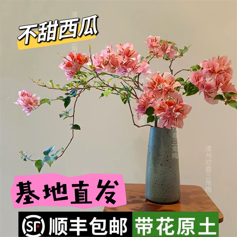 不甜西瓜三角梅原生苗四季开花阳台爬藤垂丝稀有品种阳台窗台花卉