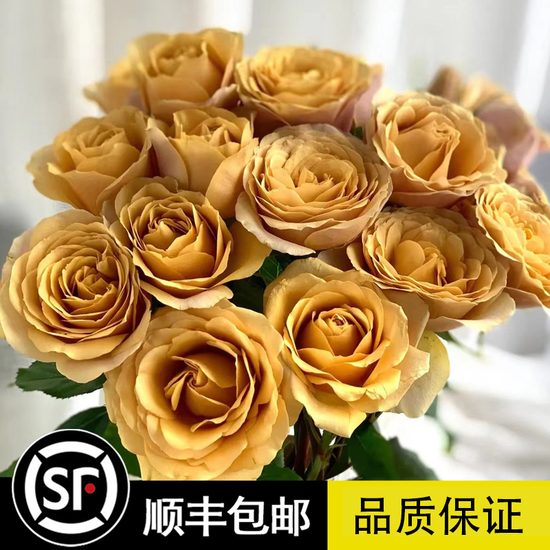 太妃糖月季新品厄瓜多尔玫瑰花苗咖啡色多季开花盆栽别墅阳台蔷薇