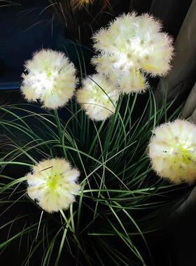 插灯蒲公灯户外英防水地草46091地坪灯工程插亮化庭院装饰花园氛