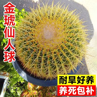 速发金虎仙仙球室内金琥小盆栽特大号多肉植物贵颗好养精品名大人