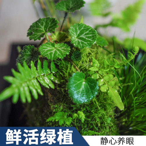附石菖蒲小盆g景配石米竹吸水石办公室绿植苔藓微景观盆栽水培植