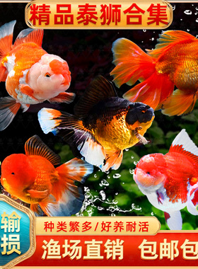 泰狮金鱼冷水鱼红色包金元宝体黑色红白淡水好养观赏鱼苗