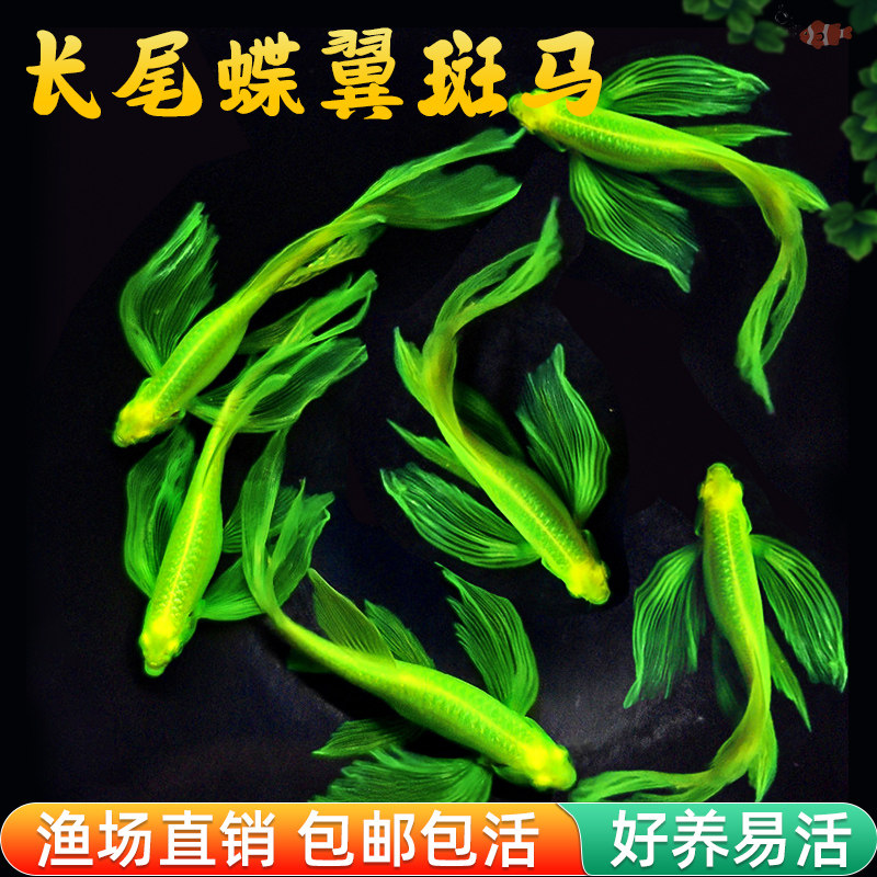 蝶翼斑马鱼热带小型观赏鱼淡水冷水鱼孔雀鱼灯科鱼耐寒好养活体鱼