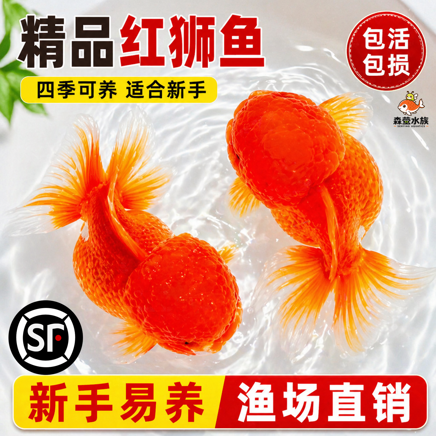 红狮金鱼活鱼观赏鱼国师鱼小型冷水淡水鱼不加温锦鲤好养耐活鱼苗