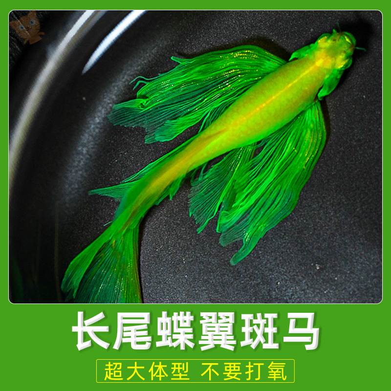 蝶翼斑马鱼长尾鳍大帆翡翠绿观赏