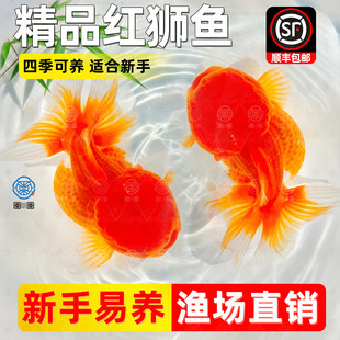 红狮金鱼国师鱼冷水鱼金鱼活鱼淡水锦鲤活体好养耐活不加温观赏鱼