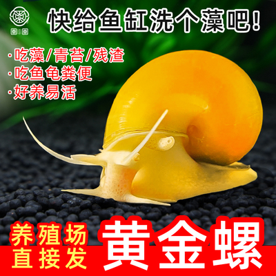 黄金螺鱼缸清洁除藻大号观赏螺活体淡水螺净水清理鱼屎粪便工具螺