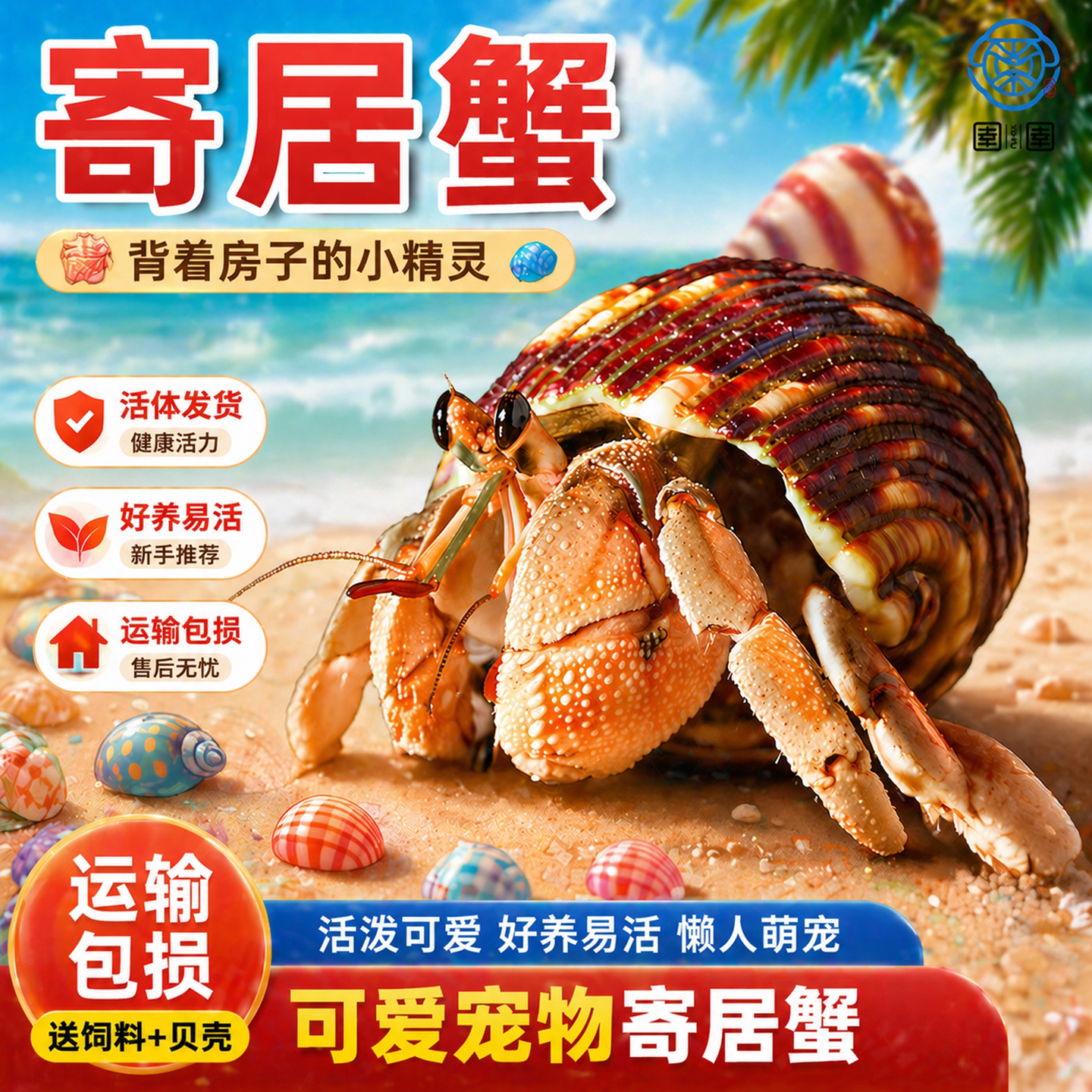 寄居蟹陆生可爱豆丁观赏蟹活体宠物蟹新手饲养好养耐活桌面萌宠蟹