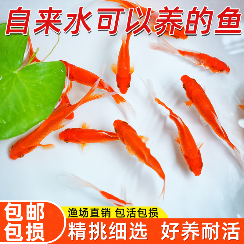 草金鱼活锦鲤苗观赏淡水红冷小型