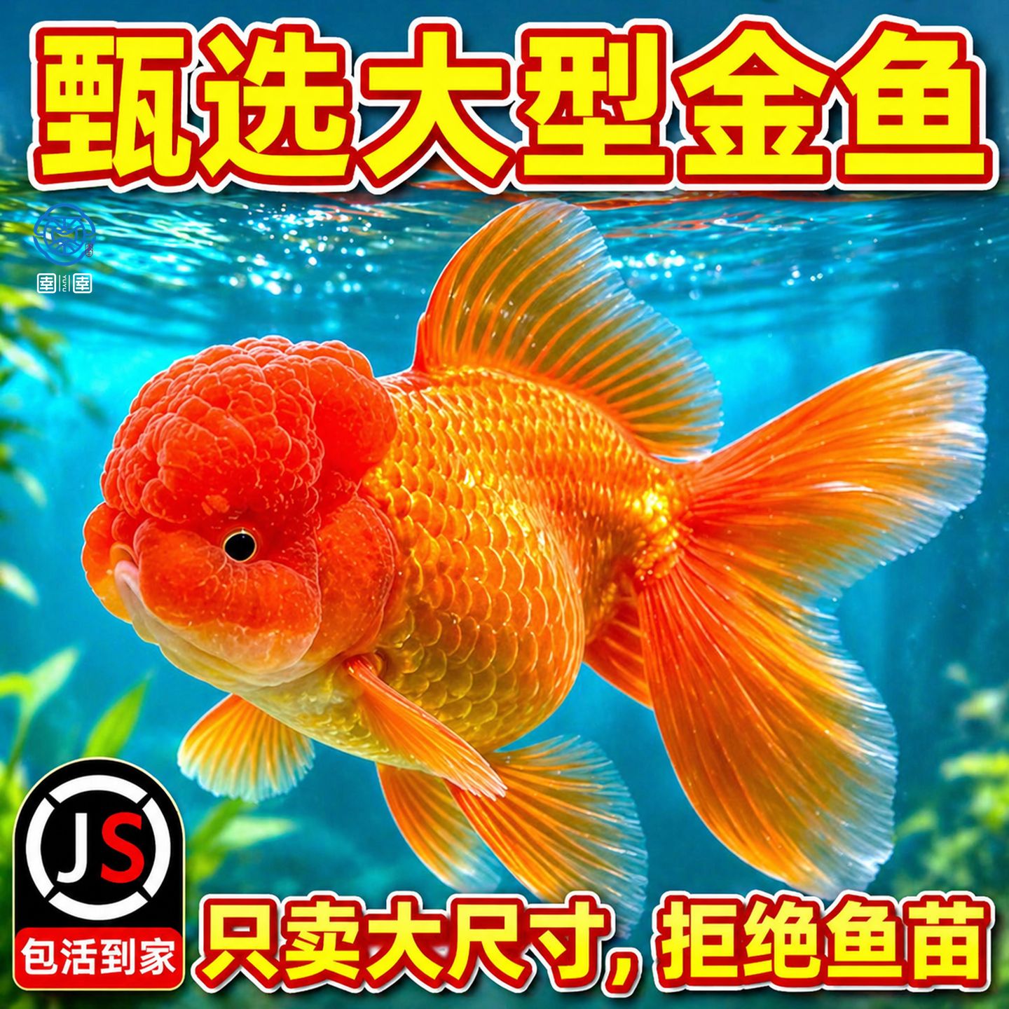 金鱼活鱼观赏鱼鸿运当头活体红狮子头国狮自来水可养淡水冷水鱼苗