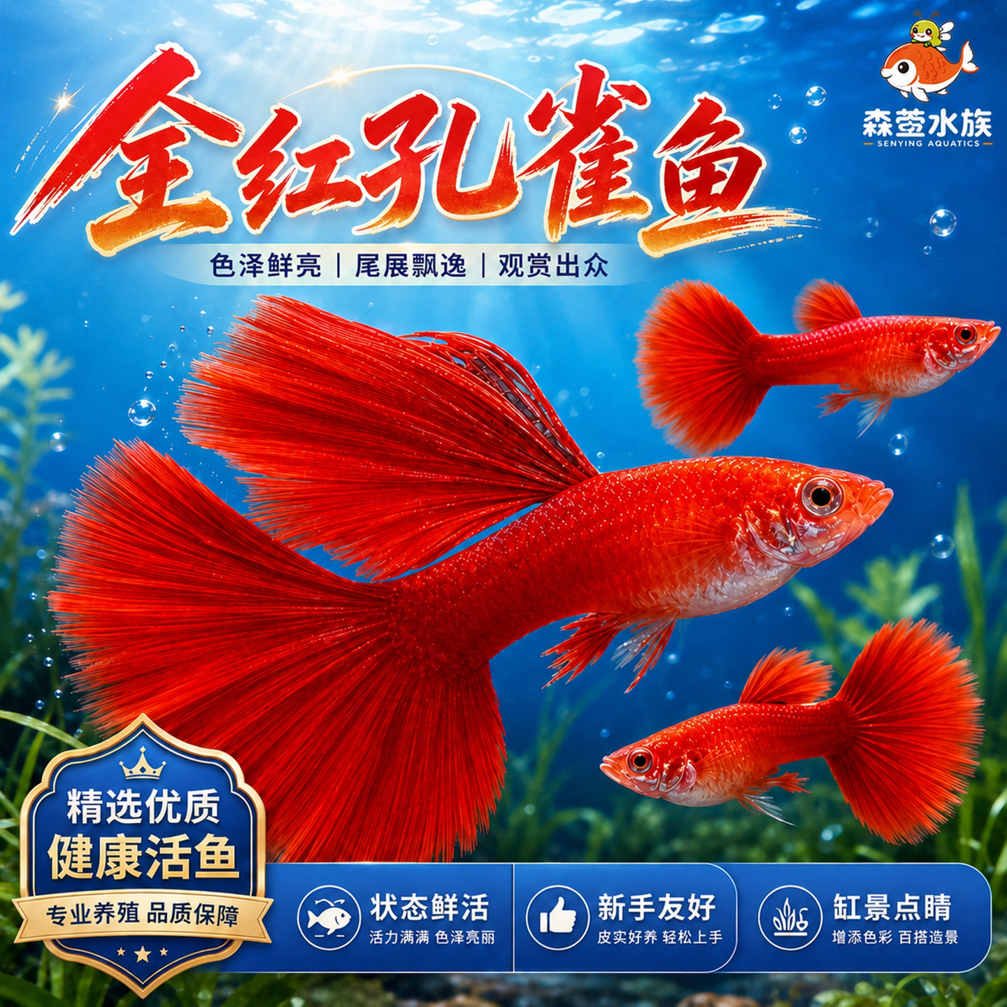 美国全红孔雀鱼热带鱼小型纯种观赏鱼孔雀鱼凤尾鱼孔雀胎生易繁殖