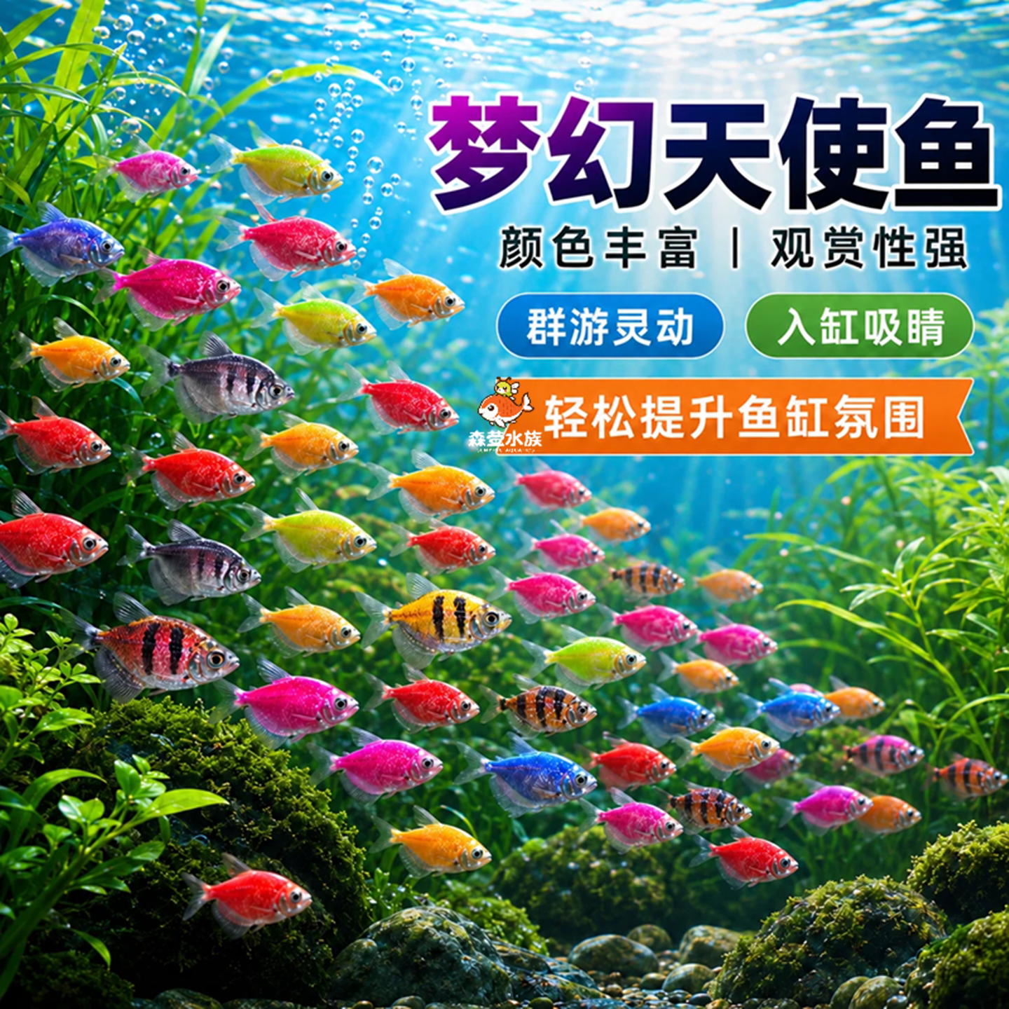 天使鱼观赏鱼活鱼大号糖果好养群游热带鱼小型鱼淡水新手好养耐活