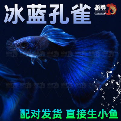 冰蓝孔雀鱼热带观赏鱼纯种大尾巴小型好养耐活淡水鱼苗小鱼凤尾鱼