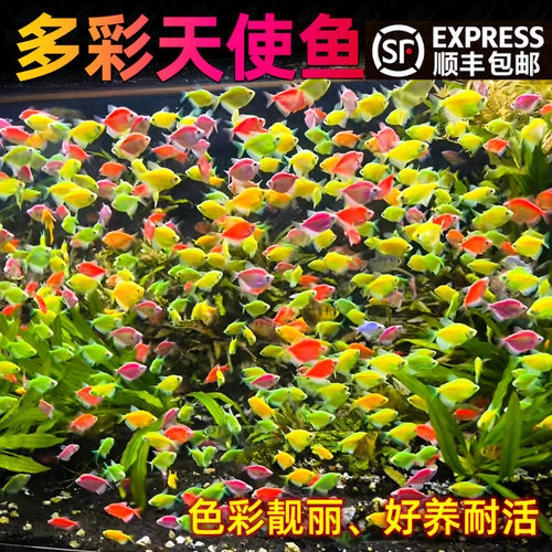 顺丰天使鱼观赏鱼活鱼大号群游活体孔雀热带鱼小型鱼淡水好养耐活