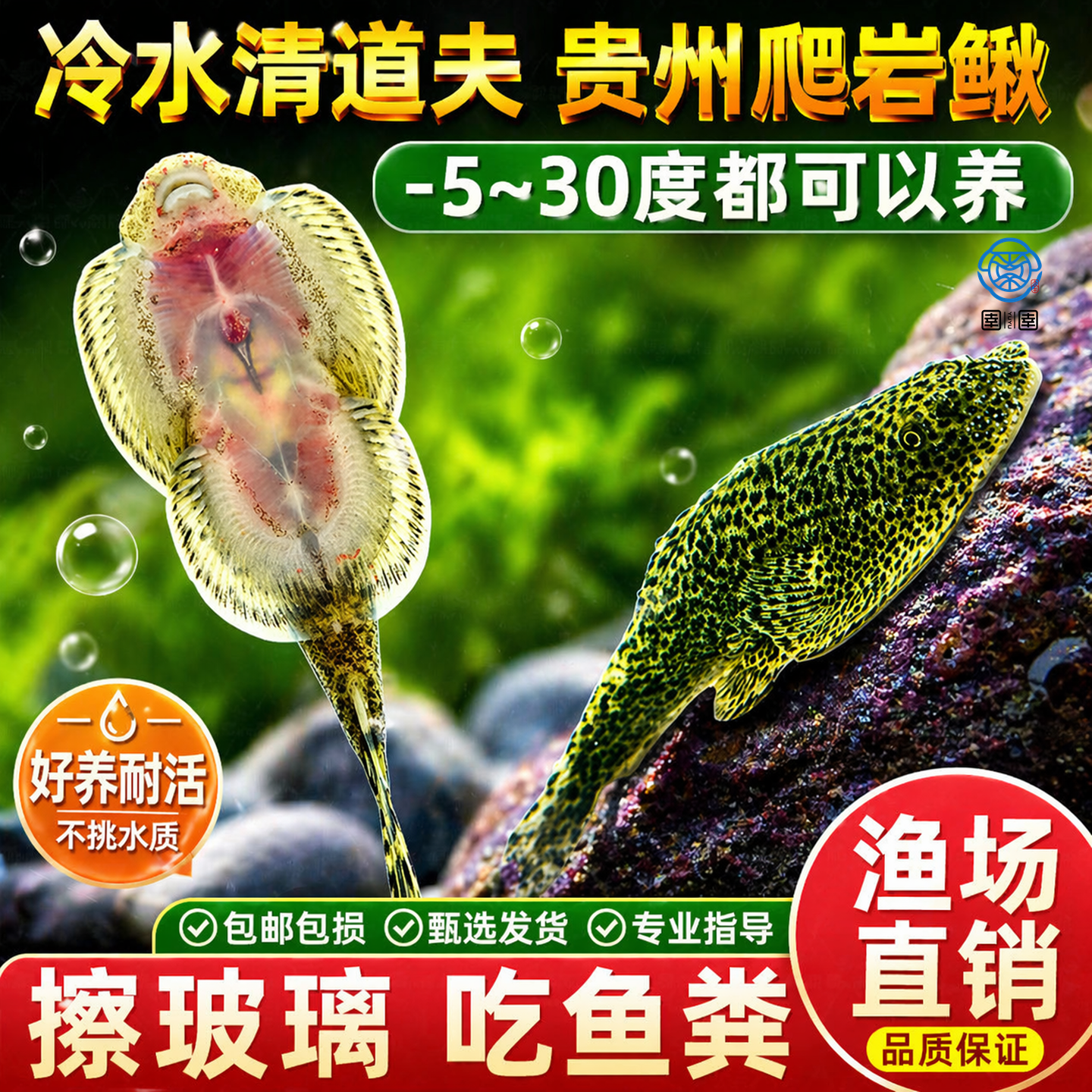 贵州爬岩鳅双吸盘冷水清道夫除藻擦玻璃不加温琵琶鱼小提琴原生鱼