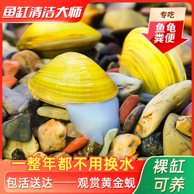 黄金蚬河蚬溪蚬小河蚌黄金螺除藻 清洁净水观赏 鱼缸吃鱼粪便清理