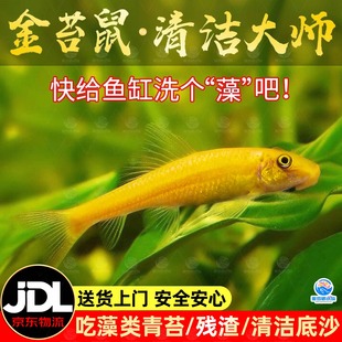 金苔鼠除藻清缸工具鱼吃青苔花斑金台鼠青苔鼠清洁底栖活体清道夫