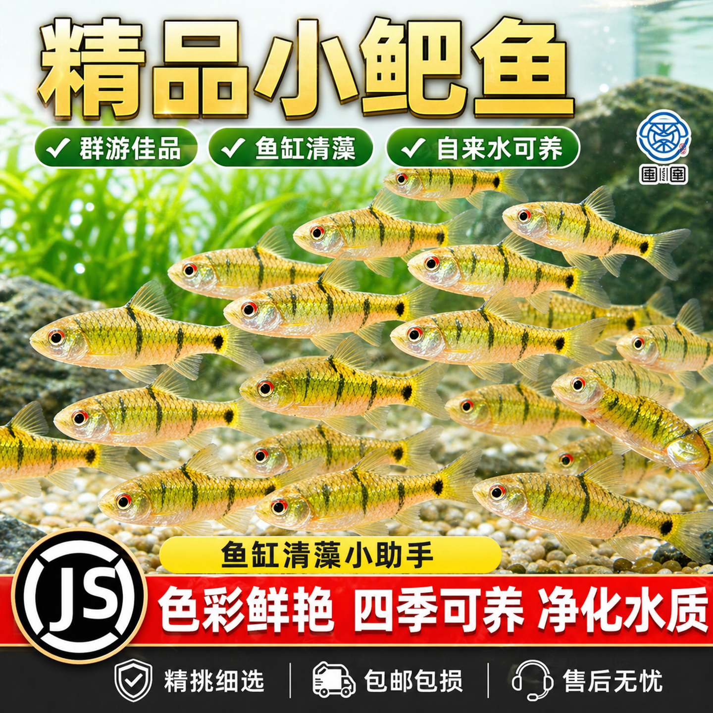 小鲃鱼中国斗鱼伴侣条纹小鲃原生鱼冷水淡水小鱼苗耐寒群游观赏鱼
