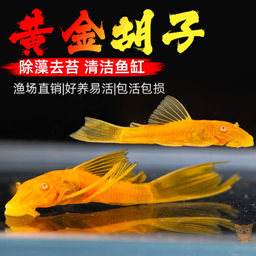 黄金大胡子异型鱼清道夫草缸小除