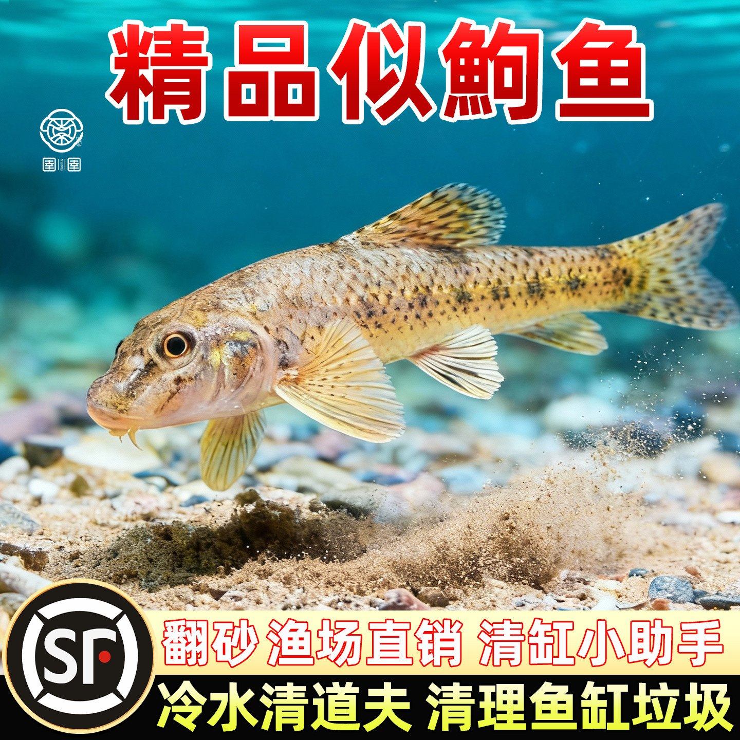 似鮈鱼苗翻沙鱼原生冷水棒花鱼淡水观赏鱼鼠鱼除藻清洁好养工具鱼,宠物/宠物食品及用品,其它水族宠物,淘宝优惠券,粉丝福利购,淘宝优惠卷