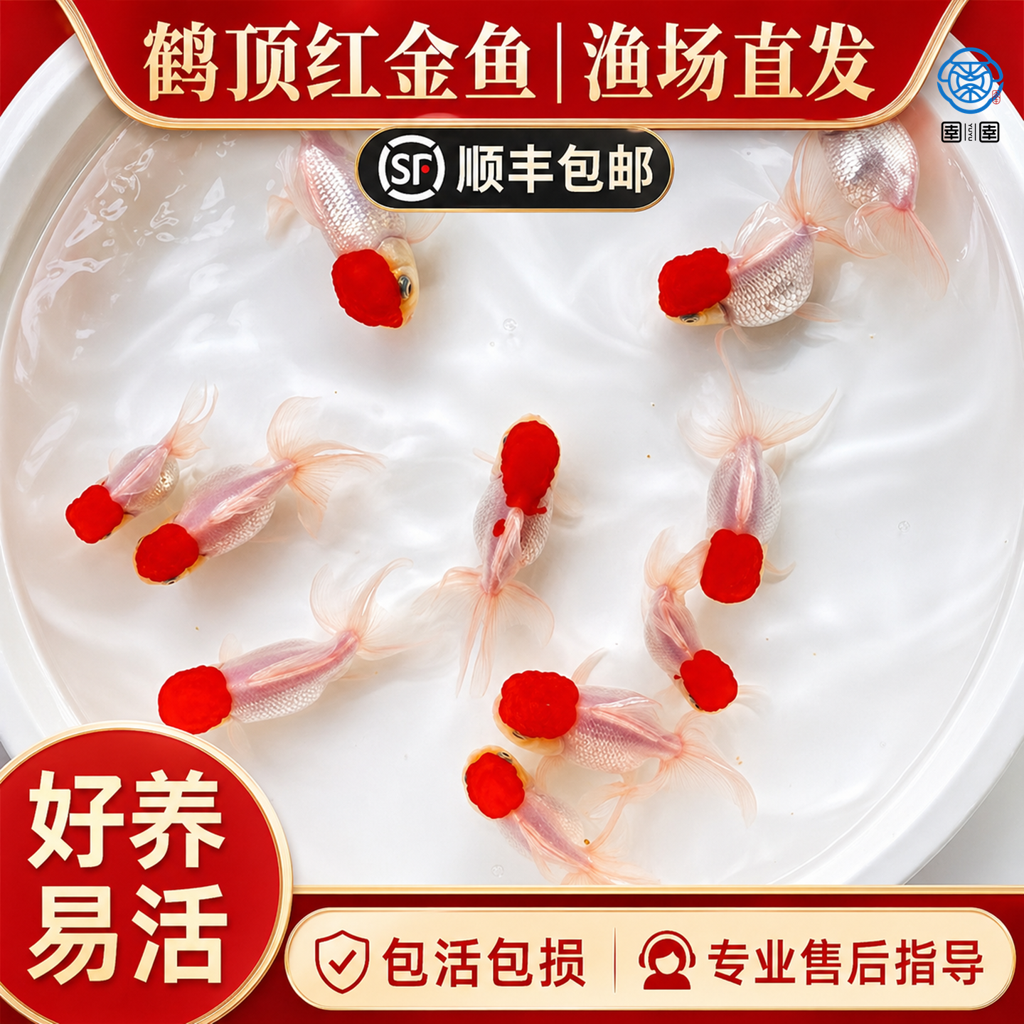 顺丰鸿运当头鱼好养耐活狮子头金鱼活鱼冷水不加温小鱼丹顶鹤顶红