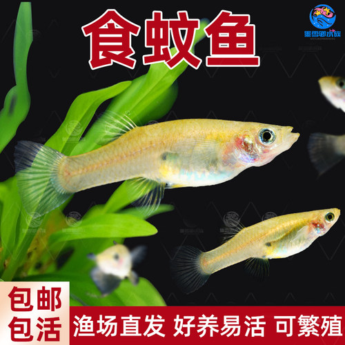 食蚊鱼胎生大肚鱼观赏鱼吃蚊虫幼虫原生耐低温耐高温不需打氧好养