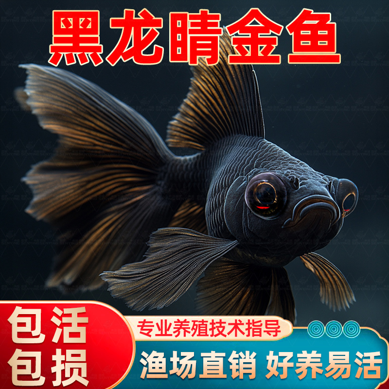 龙睛金鱼活鱼黑龙睛大眼小型冷水鱼淡水锦鲤观赏鱼好养耐活小鱼苗