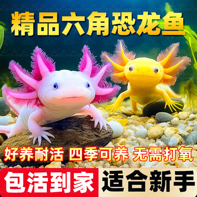 六角恐龙鱼冷水鱼观赏鱼蝾螈美西螈活体六角龙淡水好养易活宠物鱼