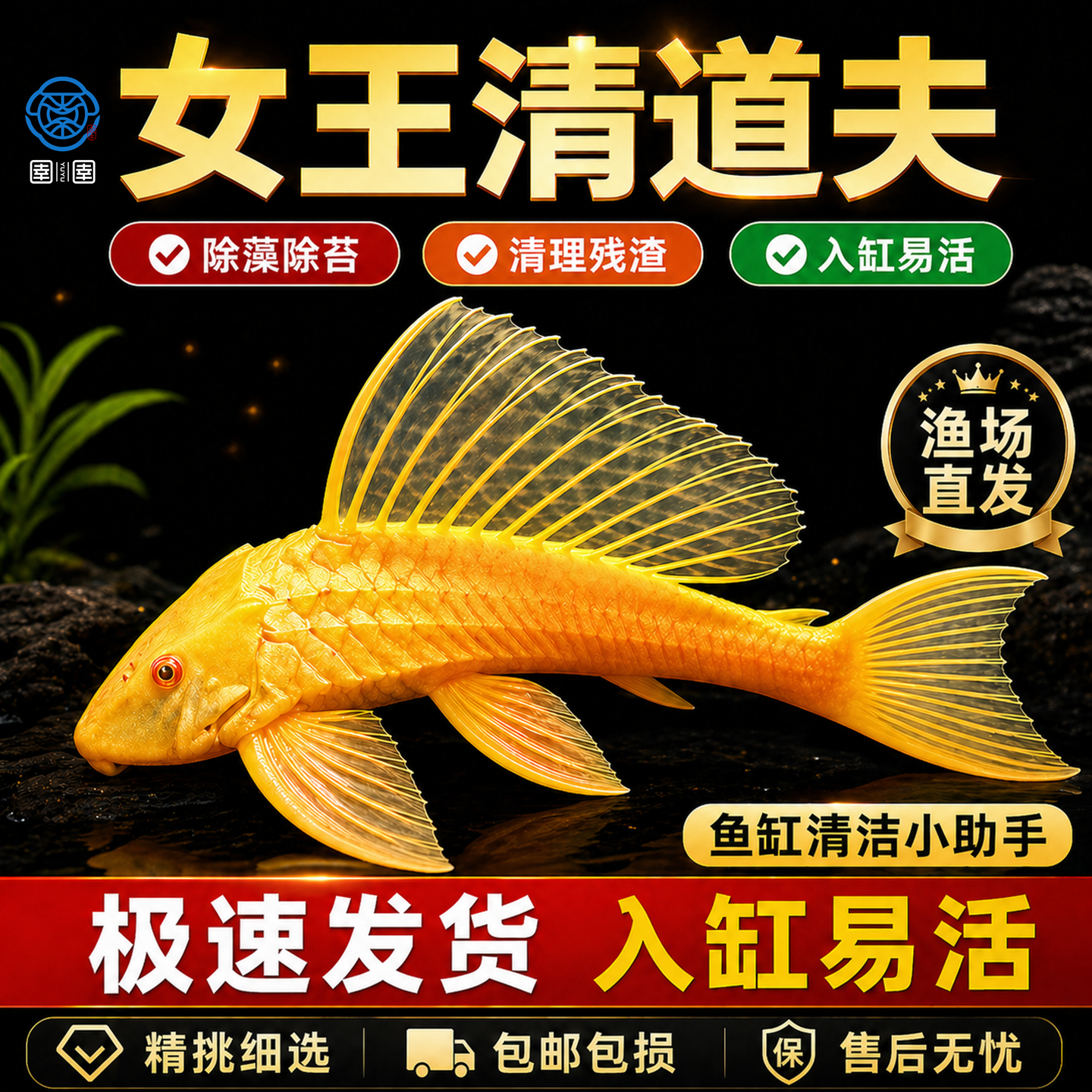 黄金红眼女王清道夫大帆女皇活体大小型垃圾异型鱼热带观赏鱼