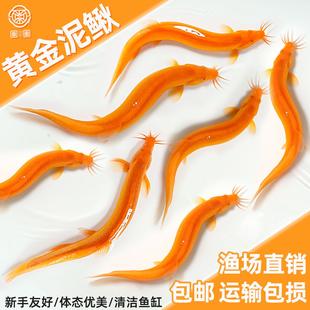 黄金泥鳅冷水观赏鱼淡水黄金泥鳅鱼缸清道夫清洁工具鱼好养耐活鱼