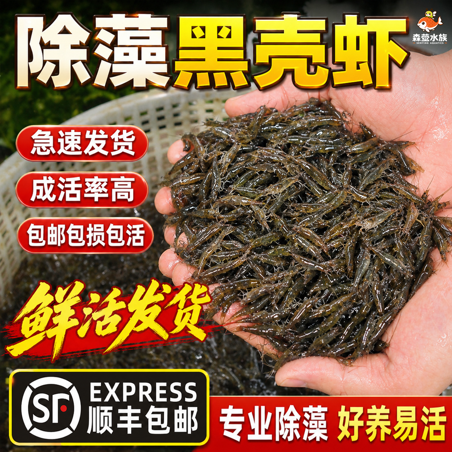 黑壳虾除藻虾鲜活观赏虾鱼缸清洁草虾饲料虾淡水工具虾好养耐活虾