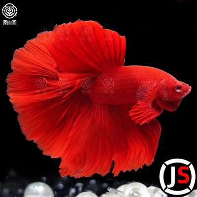 泰国斗鱼观赏鱼仙女款纯白半月超美网红小型热带鱼淡水鱼好养易活