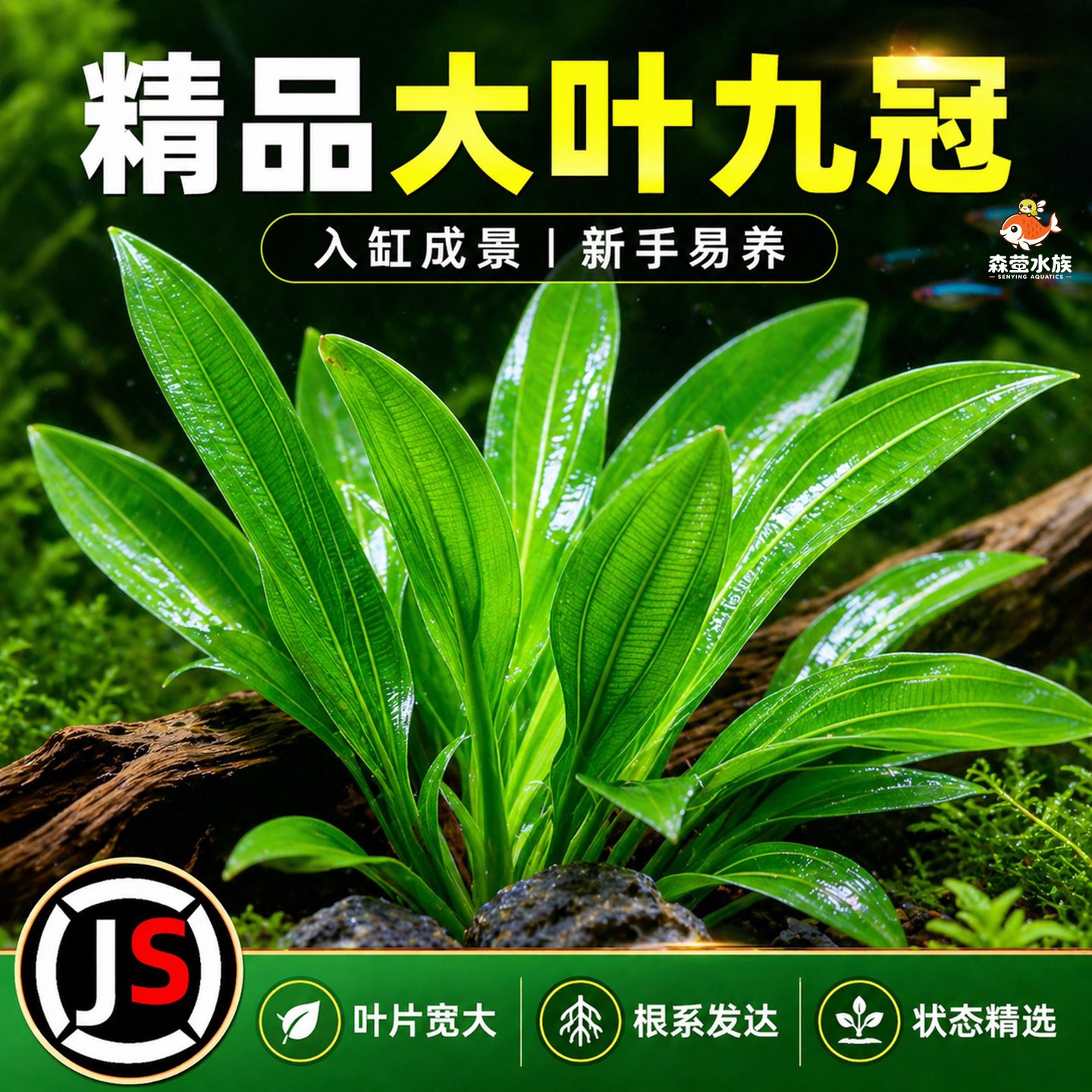 水草植物鱼缸造景大九冠水草阴性水培植物净化水质迷你九冠后景草