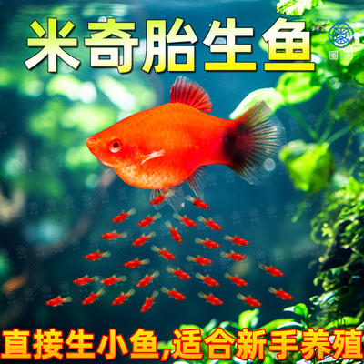 米奇鱼热带观赏鱼红米奇鱼胎生鱼玛丽鱼易繁殖活体小型淡水鱼好养
