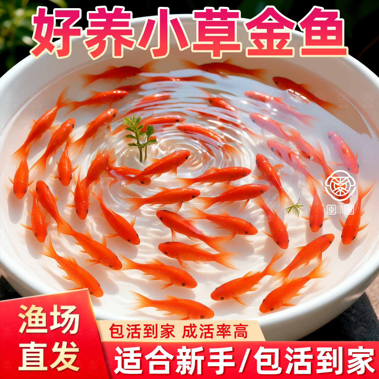 精品冷水草金鱼观赏鱼小型金鱼活鱼锦鲤耐活好养自来淡水饲料鱼苗