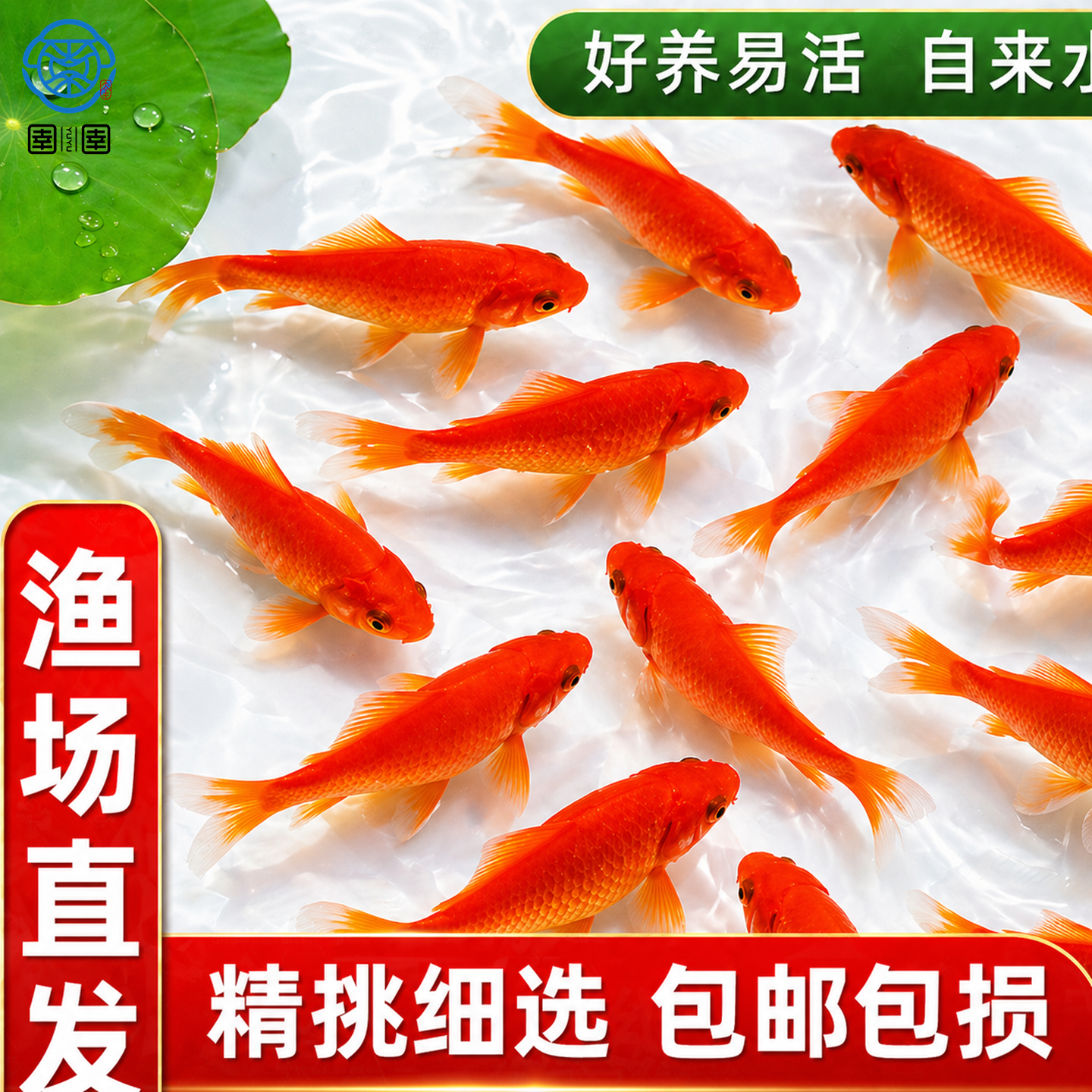 草金鱼活鱼锦鲤鱼苗观赏鱼淡水鱼红草金冷水鱼小型耐活活体小金鱼