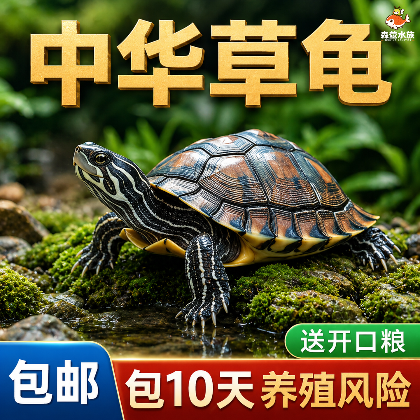 中华草龟活体小乌龟宠物观赏龟金线龟好养耐活长寿龟活物草龟苗